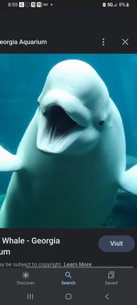 Beluga Whale
