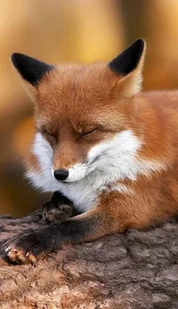 The inspiration Fox