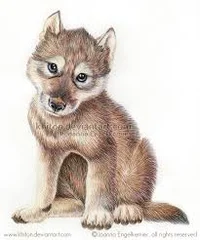 Wolf Pup