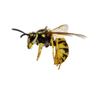 wasp
