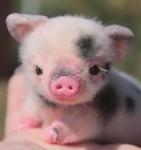 Baby Pig