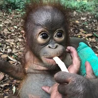 Baby orangutan
