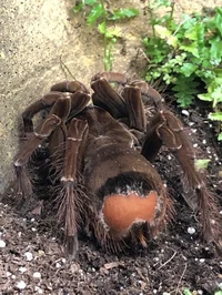 Giant Pet Tarantula