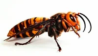 asian giant hornet