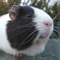 Guinea Pig