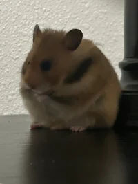 Evil hamster