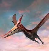 Random pterodactyl 