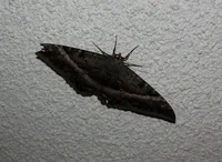 Baby watcherthemoth