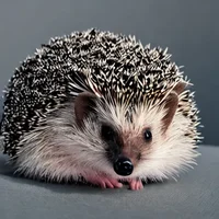 hedgehog