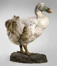 Dodo