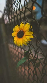 Audrey_1029love1830f