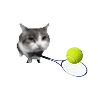 Tennis cat