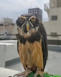Kablumie
