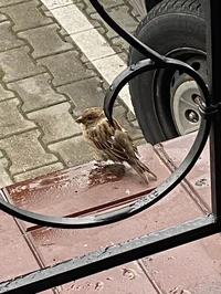 sparrow birb 