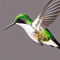 Hummingbird