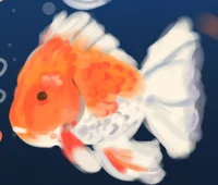 A fish