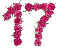 Rose 17