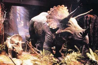 triceratops