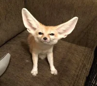 goofy ahh fox