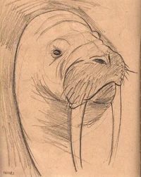 walrus 