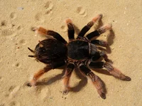 tarantula