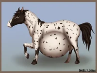 Pregnant horse