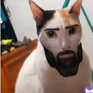 Mi perro embarazo XD