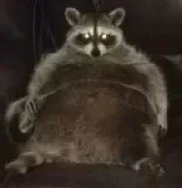 raccoon