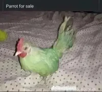 Your Autistic Parrot