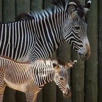 Grevys Zebra