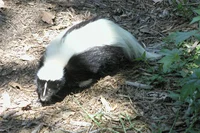 Striped Skunk