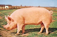 domestic pig