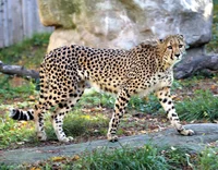 Cheetah