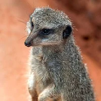 Meerkat