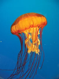 Pacific Sea Nettle