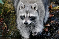 Raccoon