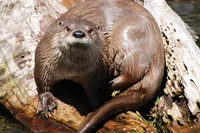 Northern River Otter