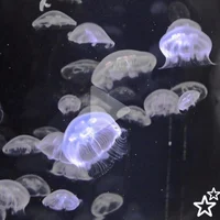 jellyfish