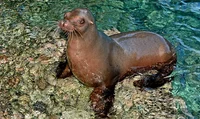 California Sea Lion