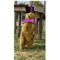 Fredanindrick bear
