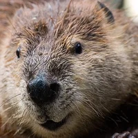 American Beaver