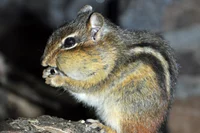 Eastern Chipmunk