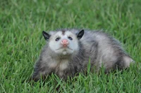 Opossum