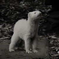 Ferret Malfoy