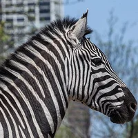 Plains Zebra