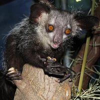 Aye-aye lemur