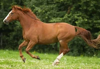 domestic horse