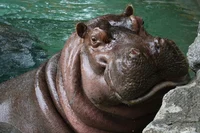 common Hippopotamus