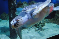 Loggerhead Sea Turtl