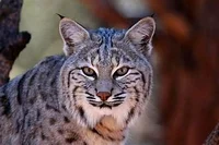 bobcat